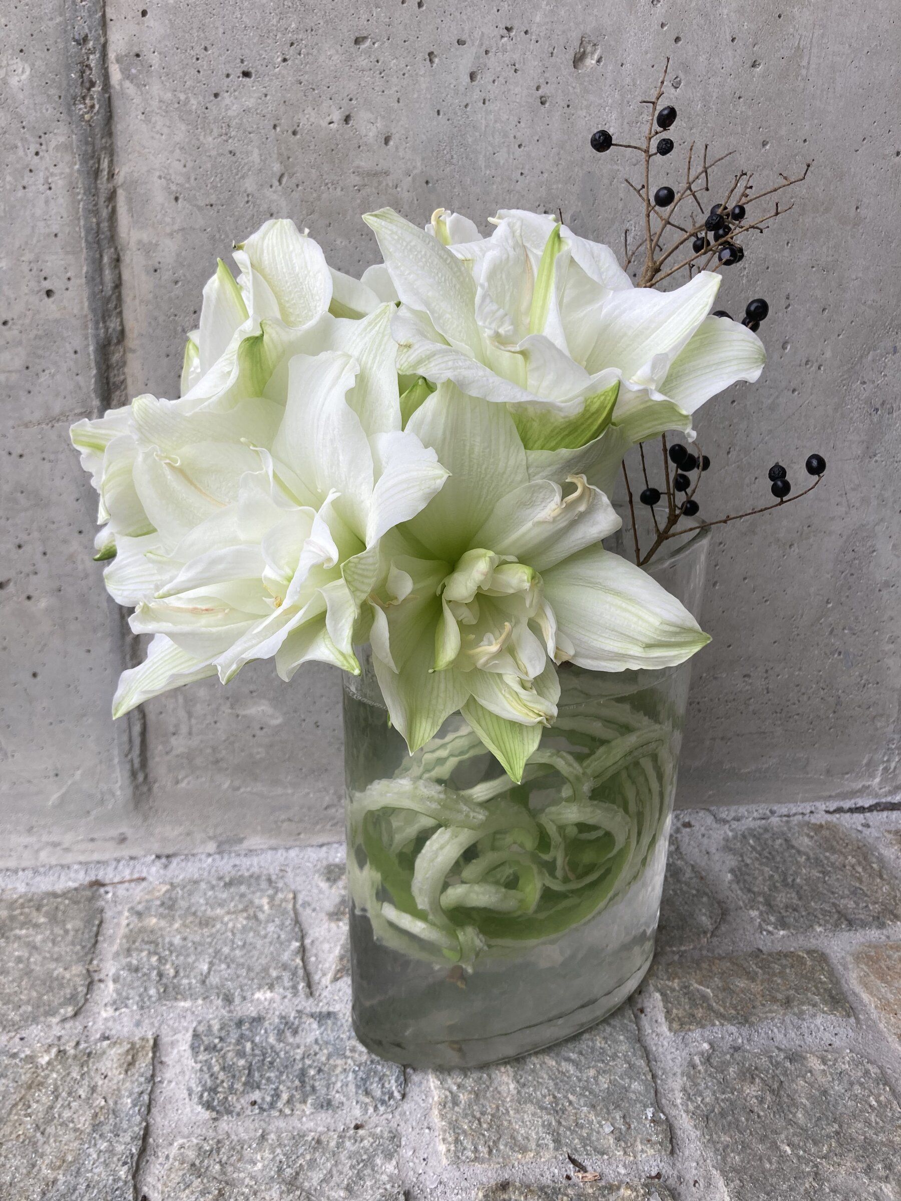Weisse Amaryllis in einer Glasvase mit schwarzen Beerenzweigen