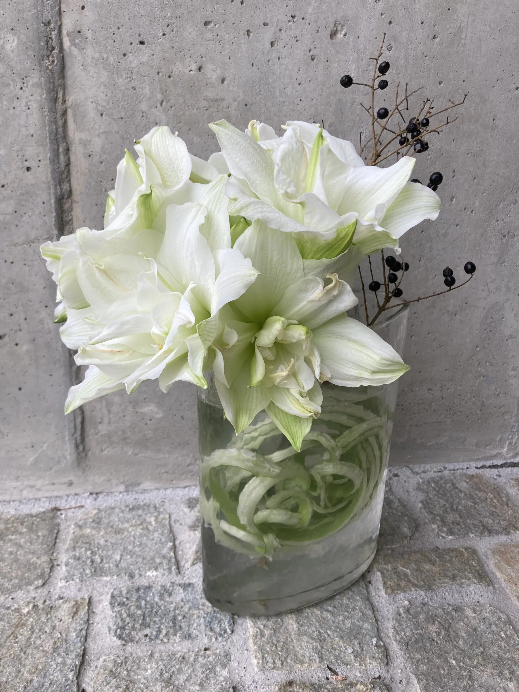 Weisse Amaryllis in einer Glasvase mit schwarzen Beerenzweigen