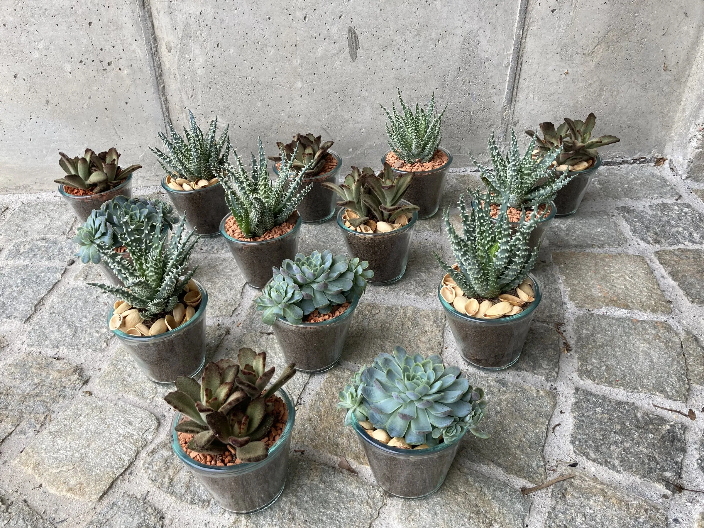 Serie kleiner Sukkulenten in Zinktöpfchen
